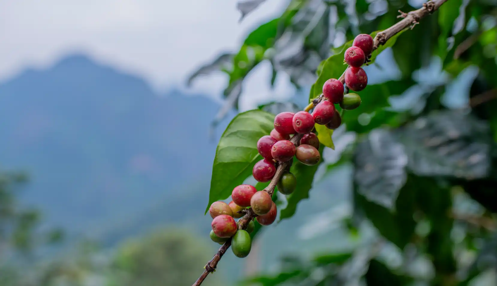 El clima, el maestro detrás del sabor del café colombiano Coffee Farm Harvest Coffee Bean Ripe Berries Plant
